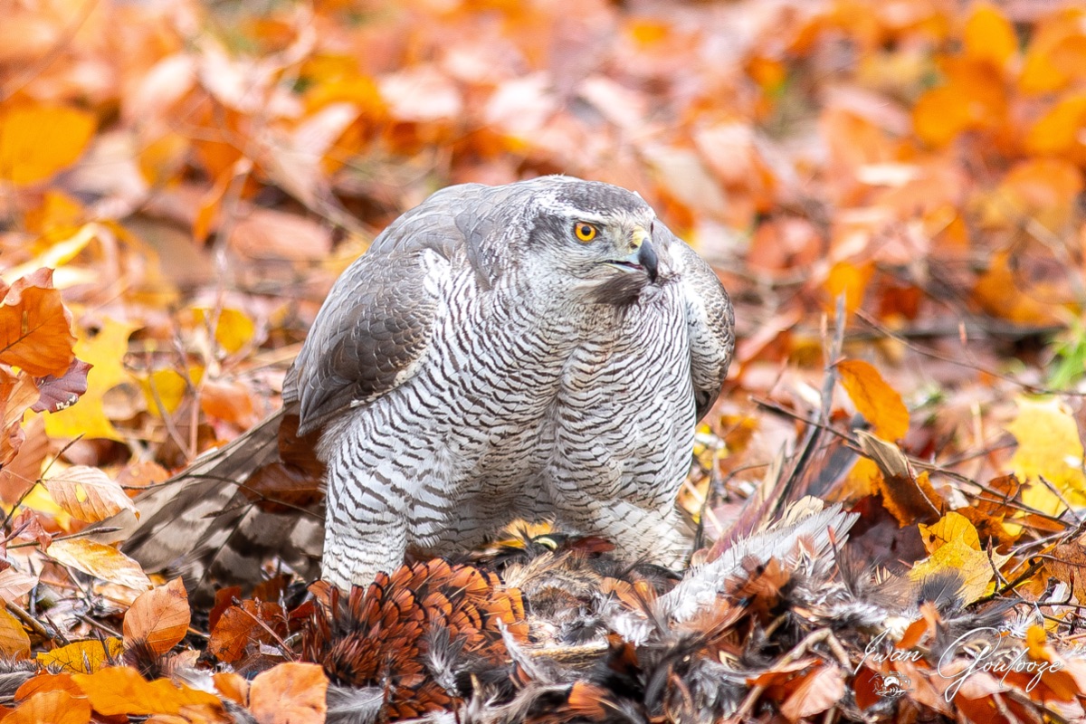 1DX44598 28 november 2021 1203 20